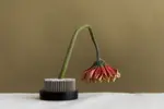 The Flower of Love Soon Fades but the Power of Art is Eternal!