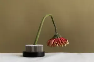 There is a quote by Sheila Heti related to love and art that has left a remarkable impression on me. Let's discuss the quote and unpack some powerful lessons.