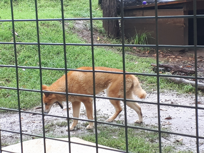 I spy a dingo yawning, or something!