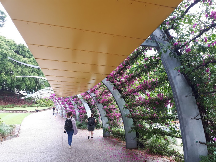 The Iconic and Grand Bougainvillea Arbour of Brisbane South Bank