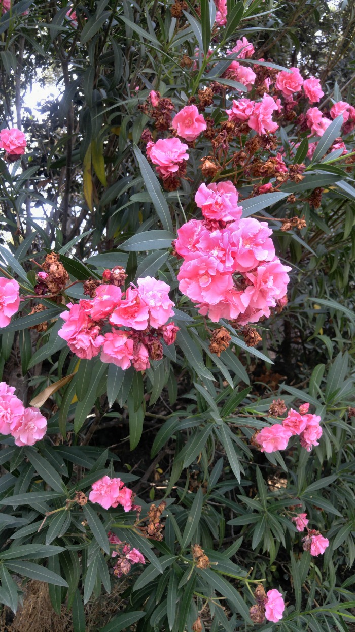 Flowers in Pompeii