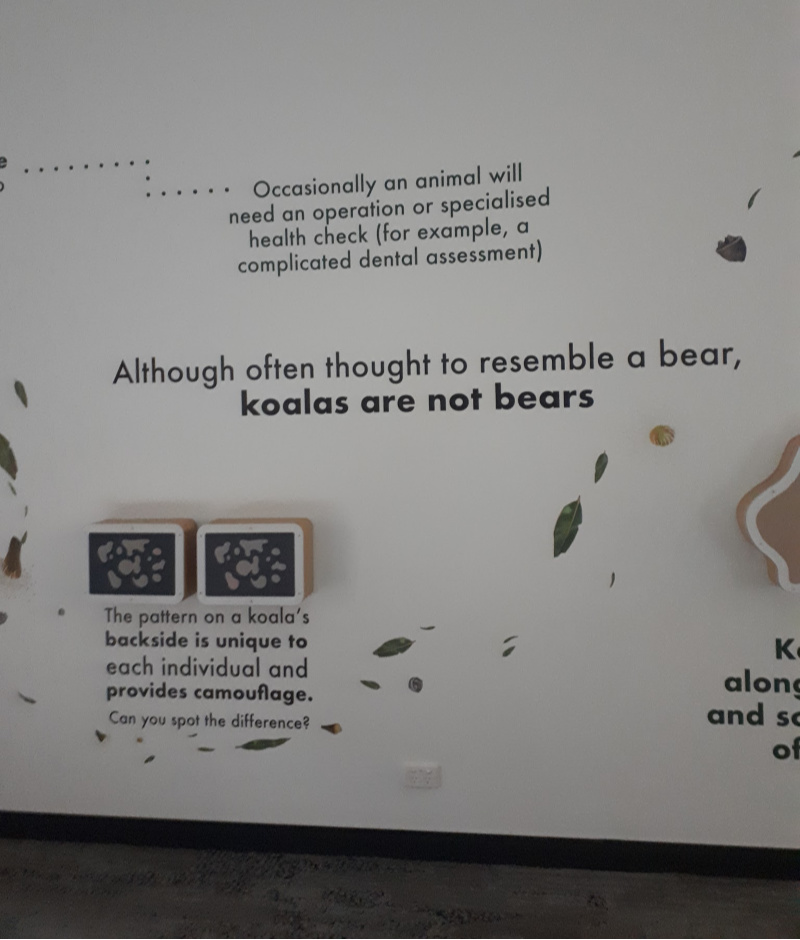 Koalas Are Not Bears! Lone Pine Koala Sanctuary Science Institute
