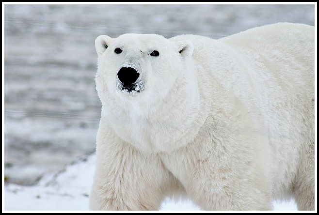 polar bears in canada