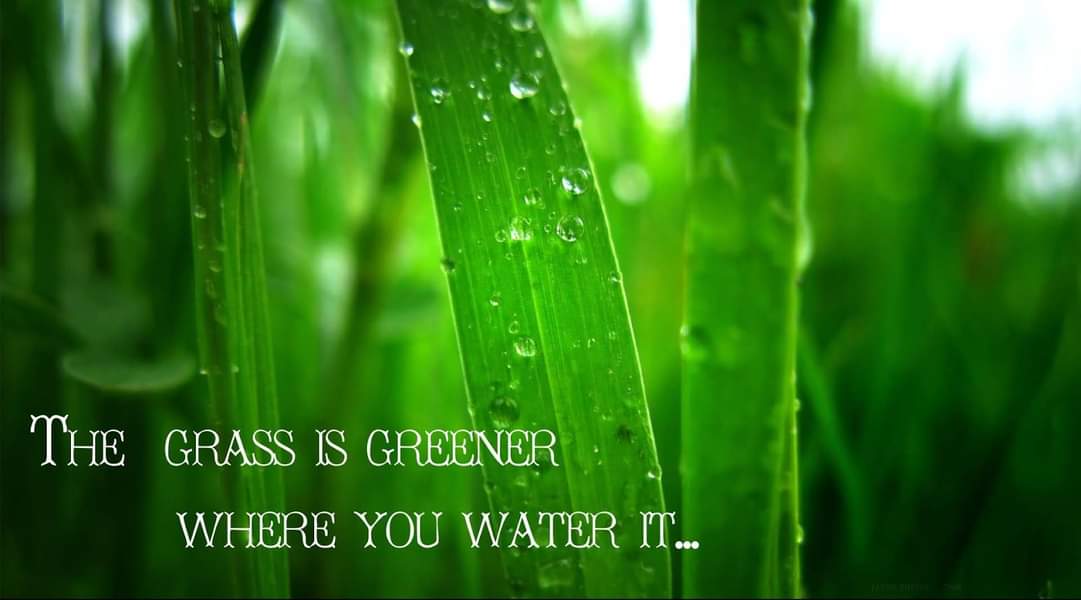 The Grass is Green Where You Water It! - Thoughts on Personal Growth