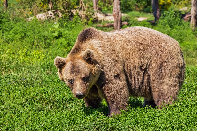 bears discovery wildlife park
