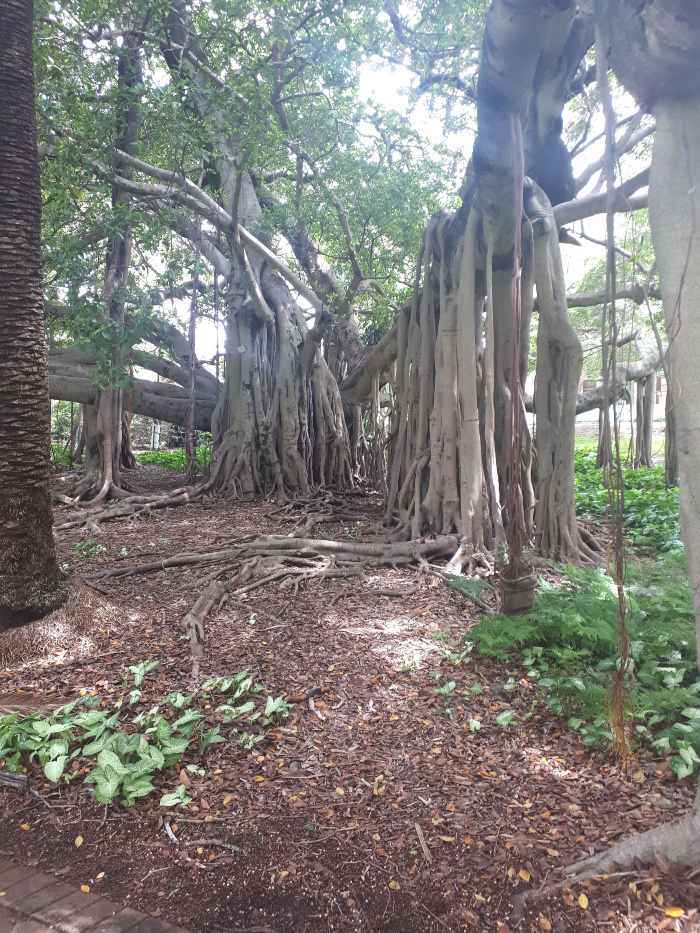 Interesting Trees in the Botanic Gardens...Does anyone know what type of tree this is?