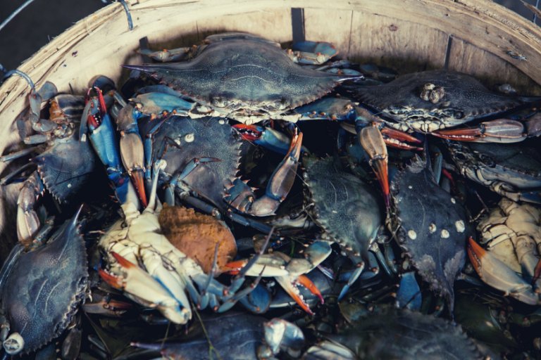 The crabs in a bucket analogy describes a natural phenomenon that in some ways reflects human behaviour. Let’s define crab mentality and how to avoid it.  
