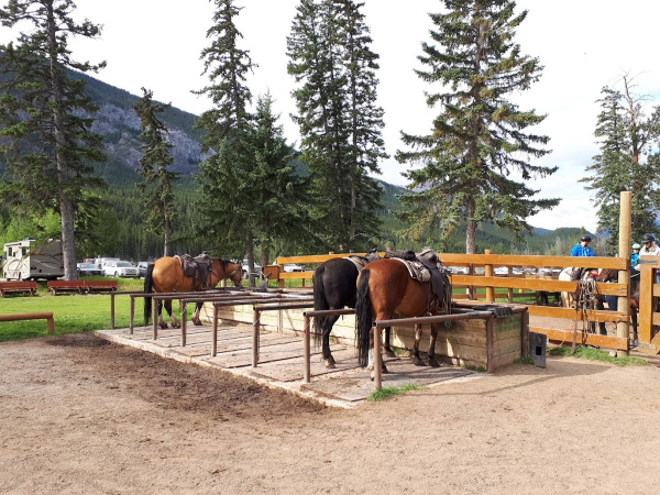 Horses Resting and Eating at Banff Trail Riders
