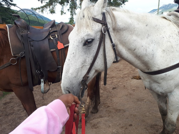 Meeting my horse