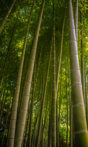 The Remarkable Growth of the Bamboo Plant - Lessons in Personal Development