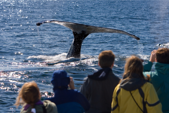 whale-watching-experience.png